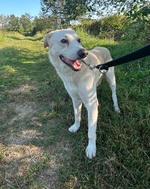 Oliver taglia grande, va d’accordo con cani e gatti Foto 7